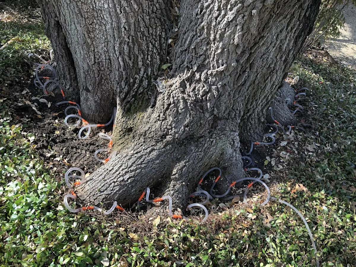 Detailed Tree Cabling and Bracing job site in Hagerstown