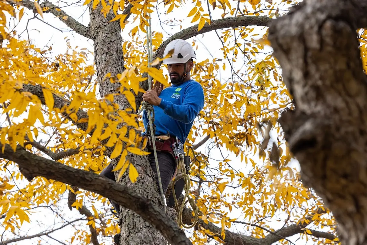 Skilled Tree Trimming crew working in Hagerstown